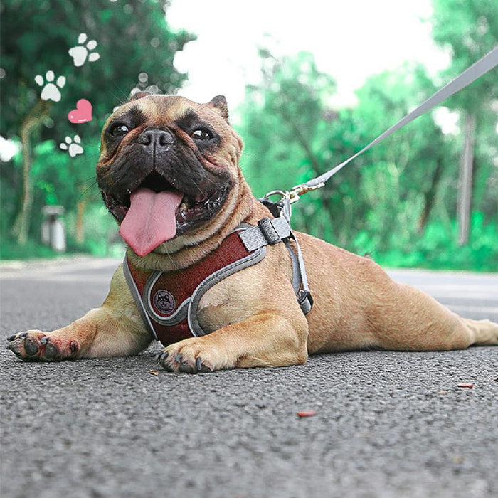 Brown dog lying on a gray path, wearing an adjustable, breathable maroon harness with a leash attached.