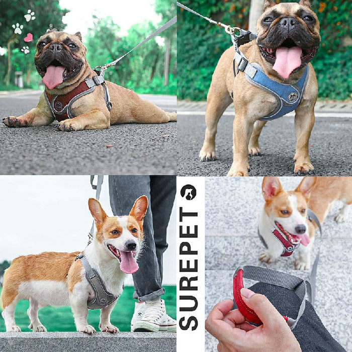 Adjustable dog harness in gray and brown, featured on a French Bulldog and a Corgi during outdoor walks.