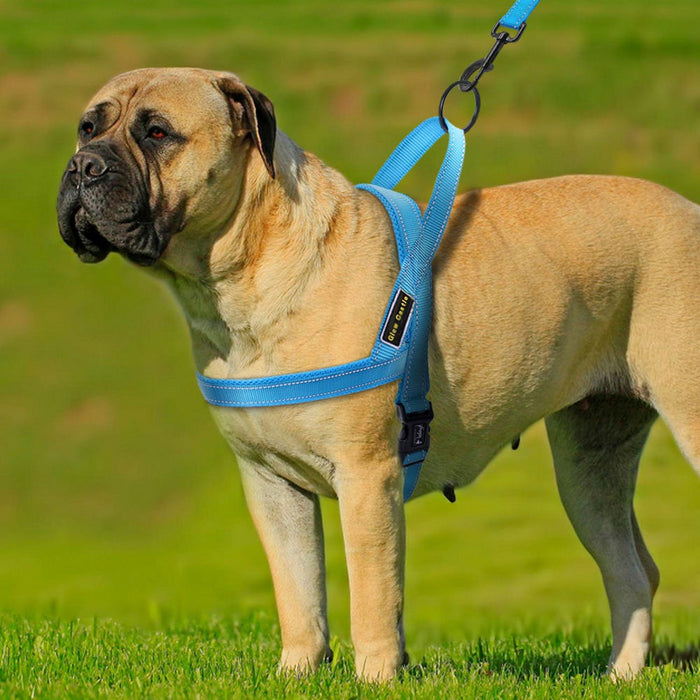Adjustable dog seat belt in bright blue, secured on a large dog standing on green grass outdoors.