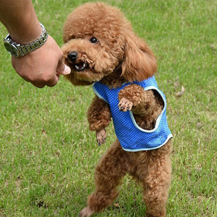 A small, fluffy brown dog wears a blue cooling vest, standing on two legs while playing on green grass.