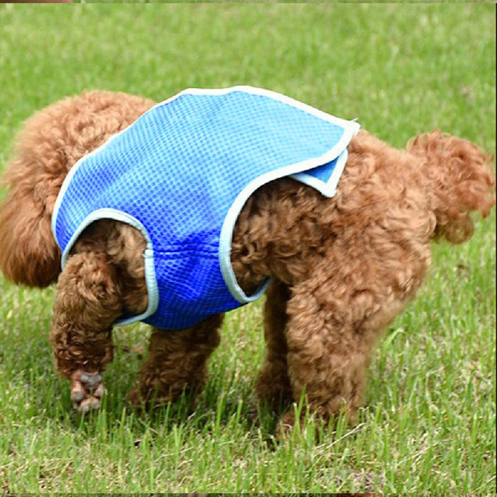 A brown dog wearing a blue mesh cooling vest is sniffing the grass in a sunny outdoor setting.