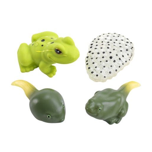 Environments My First Soft Life Cycle Frog