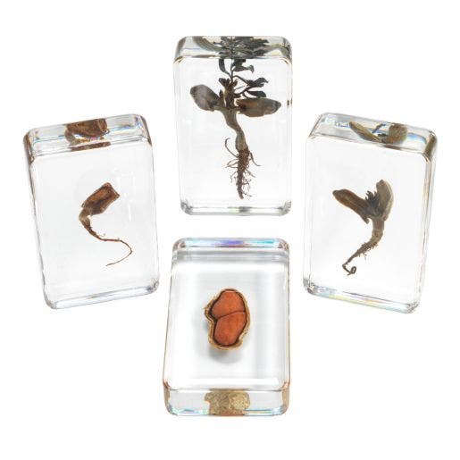 Excellerations Acrylic Specimen Plant Life Cycle Set Of 4