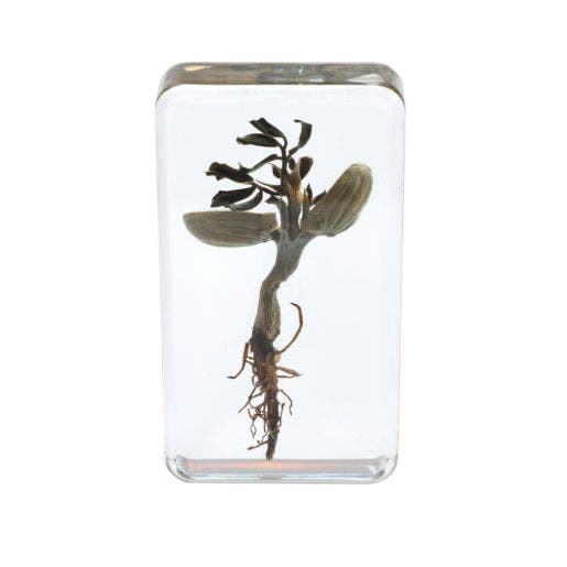 Excellerations Acrylic Specimen Plant Life Cycle Set Of 4