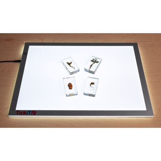 Excellerations Acrylic Specimen Plant Life Cycle Set Of 4