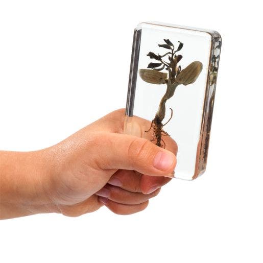 Excellerations Acrylic Specimen Plant Life Cycle Set Of 4
