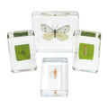 Excellerations Acrylic Specimens Butterfly Life Cycle Set Of