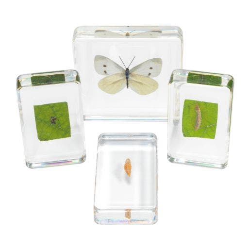 Excellerations Acrylic Specimens Butterfly Life Cycle Set Of