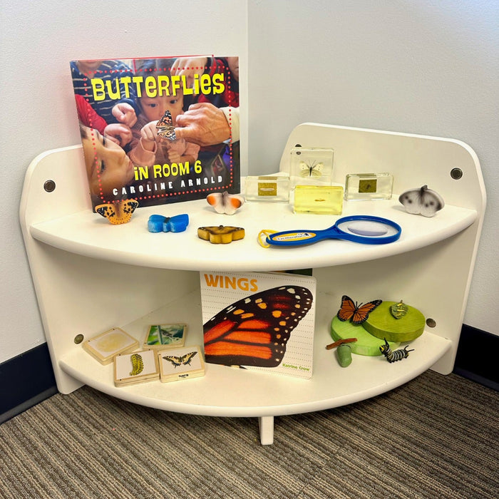 Excellerations Acrylic Specimens Butterfly Life Cycle Set Of