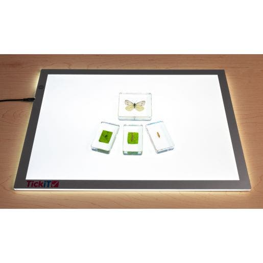 Excellerations Acrylic Specimens Butterfly Life Cycle Set Of