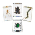 Excellerations Acrylic Specimens Garden Set Of 4