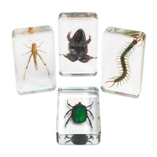 Excellerations Acrylic Specimens Garden Set Of 4