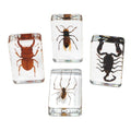 Excellerations Acrylic Specimens Scary Bugs Set Of 4
