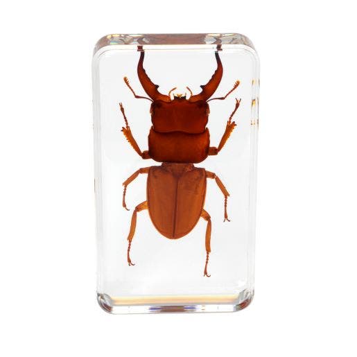 Excellerations Acrylic Specimens Scary Bugs Set Of 4