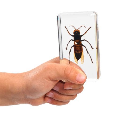 Excellerations Acrylic Specimens Scary Bugs Set Of 4