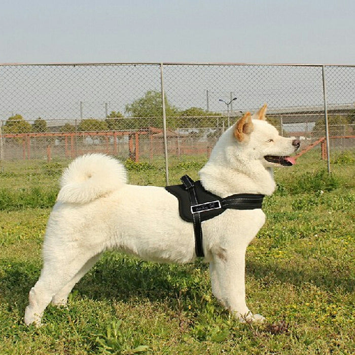 A white dog stands on grass wearing a black adjustable harness, showcasing a secure fit and comfortable design.