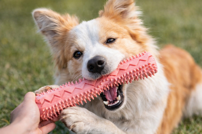 Interactive Chew Toy — interactive