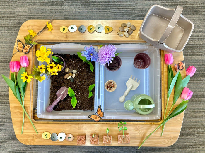 Life Cycle of a Green Bean Plant