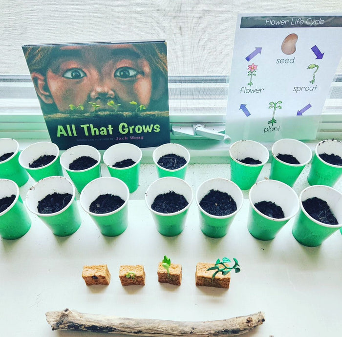 Life Cycle of a Green Bean Plant