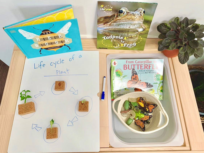 Life Cycle of a Green Bean Plant