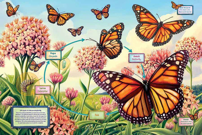 Life Cycle of a Monarch Butterfly 35 pc Floor Puzzle