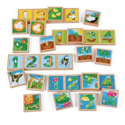Life Cycles Sequencing Lotto