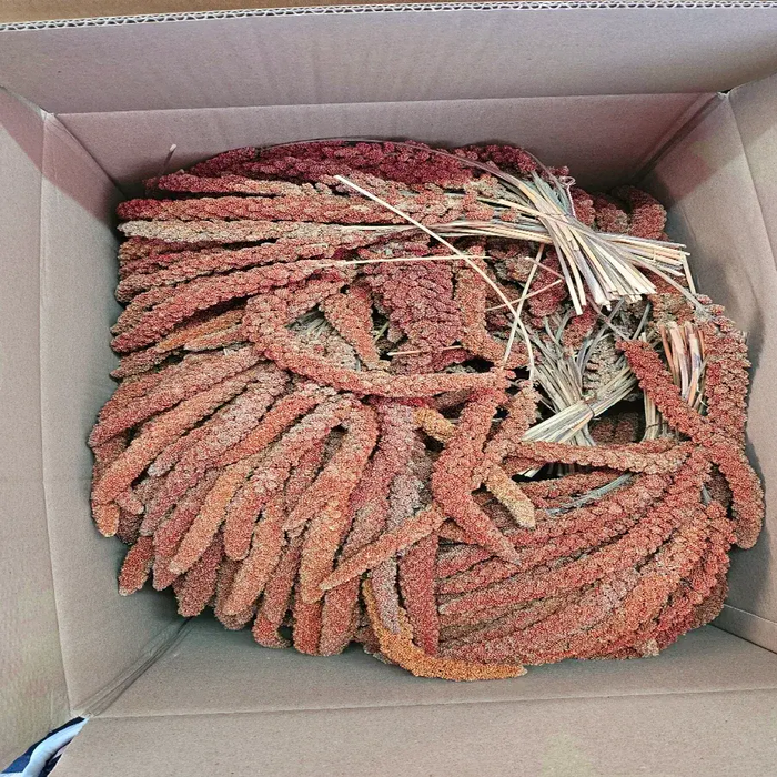 Millet en grappes rouge français 1 KG - BIRD SHOP ORNITHOLOGIE LUXEMBOURG S.A.R.L-S